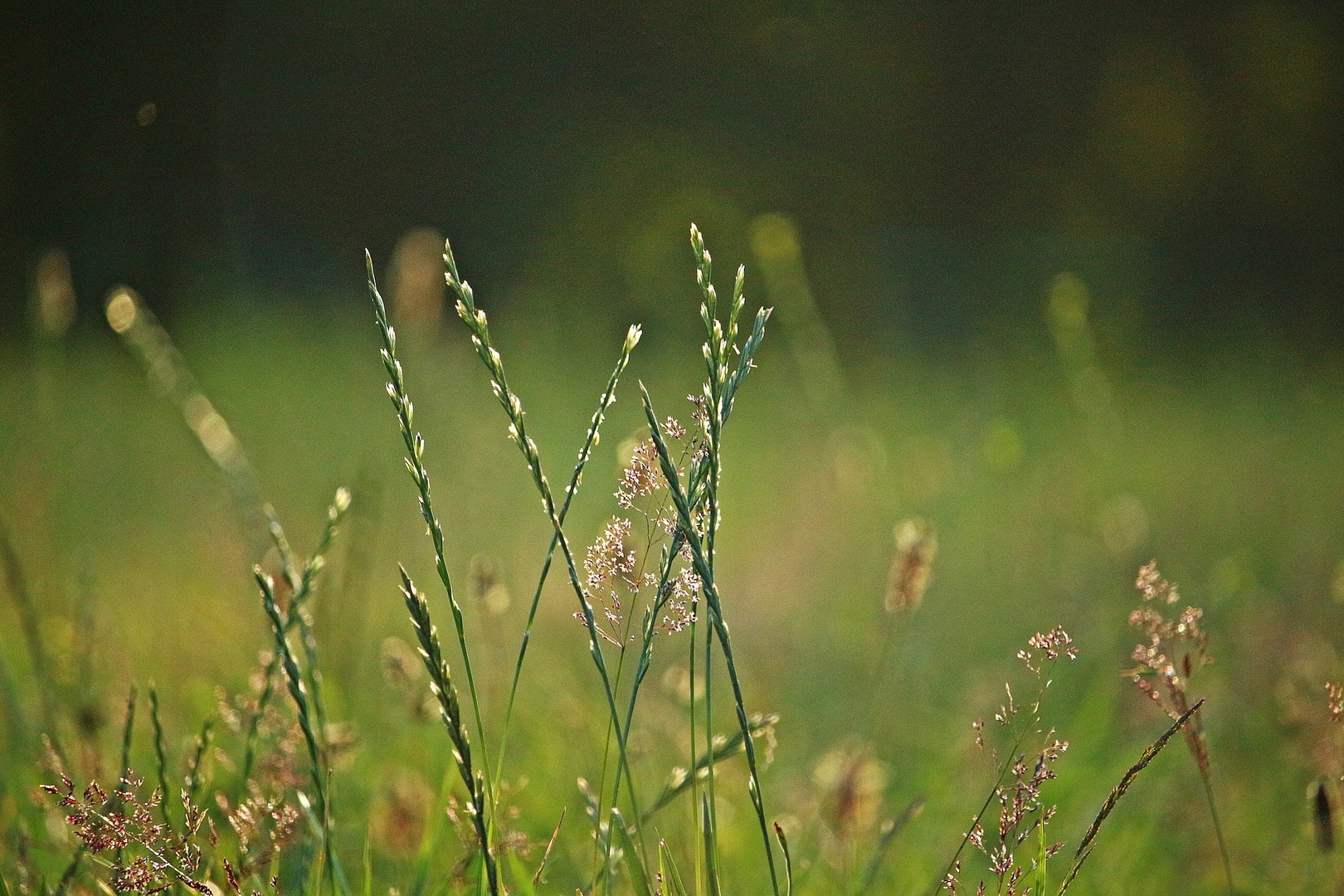 Злаковые луговые травы